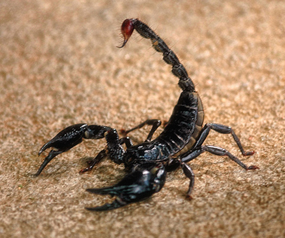 Wallpaper Scorpions