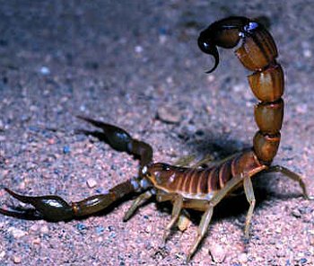 Photo Scorpions