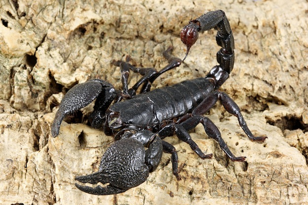 Scorpions photo 
