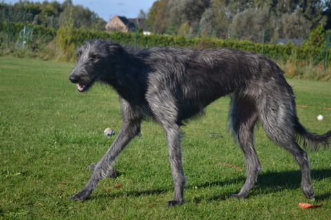 Scottish Deerhound - Dog Breed