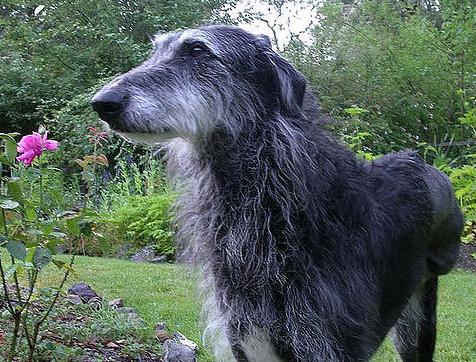 Cool Scottish Deerhound - Dog Breed