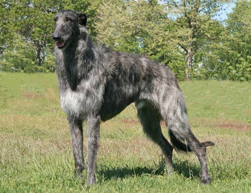 Pretty Scottish Deerhound - Dog Breed