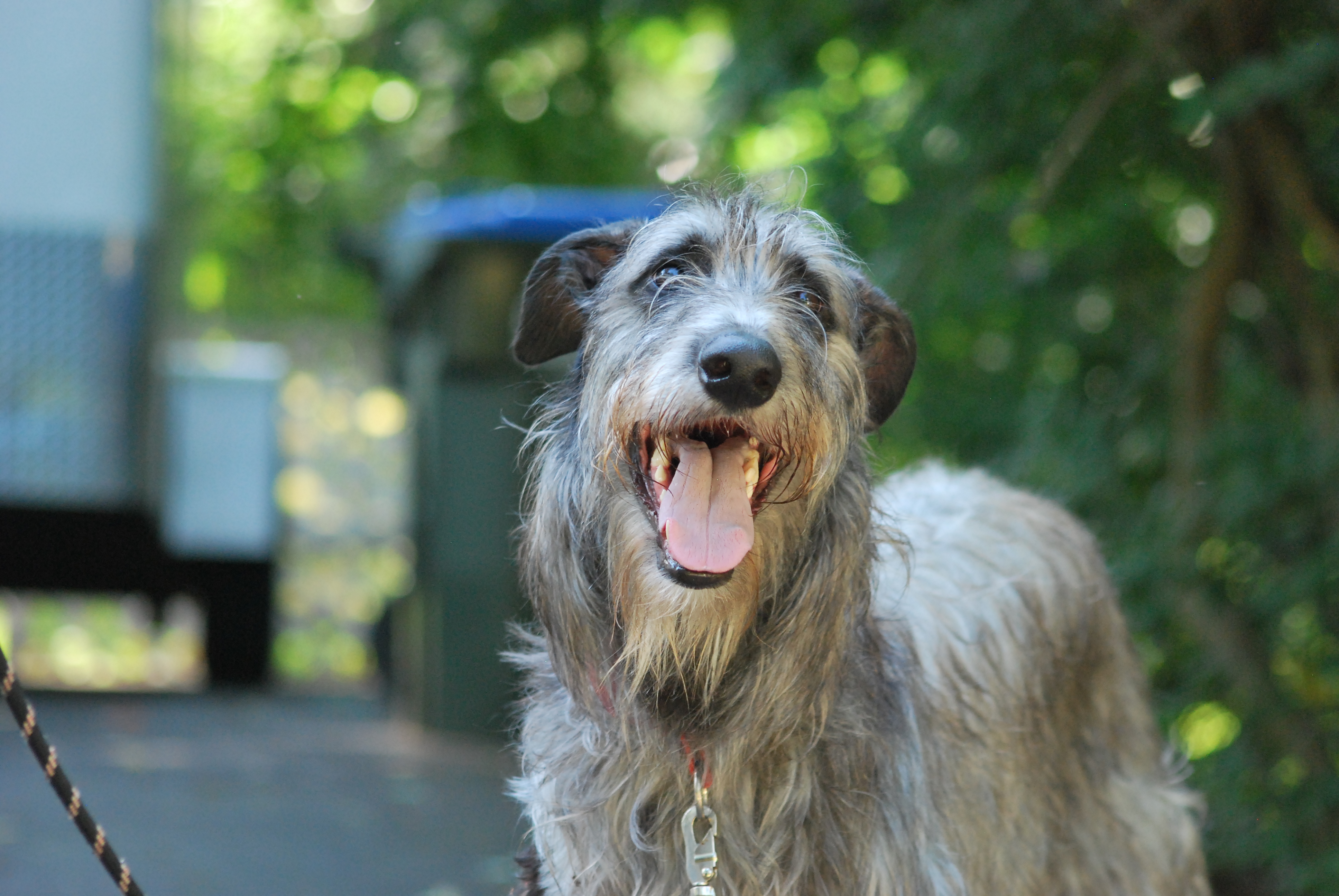 Wallpaper Scottish Deerhound - Dog Breed