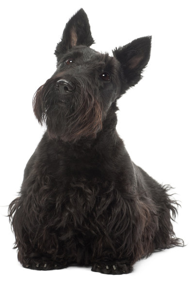 Cool Scottish Terrier - Dog Breed