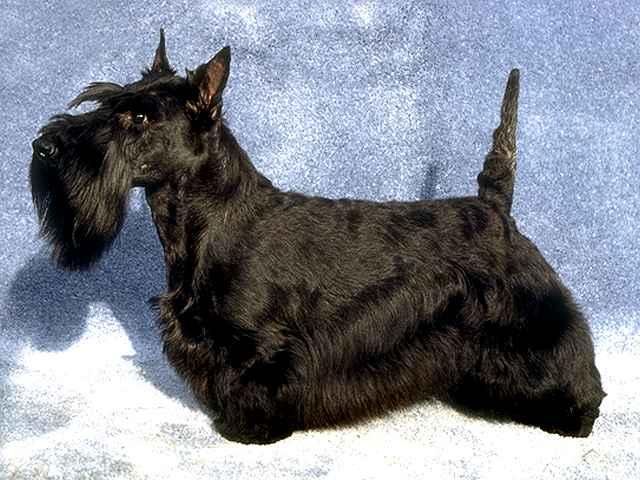 Pretty Scottish Terrier - Dog Breed