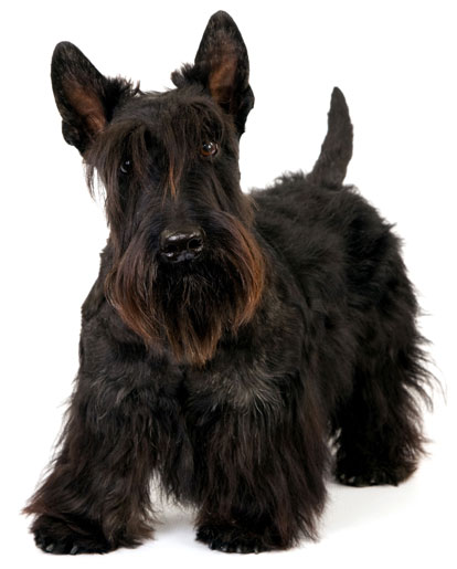 Wallpaper Scottish Terrier - Dog Breed