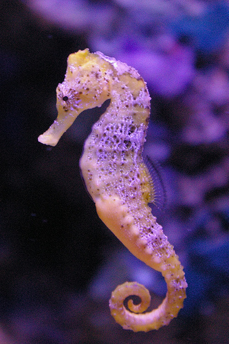 Wallpaper Seahorse