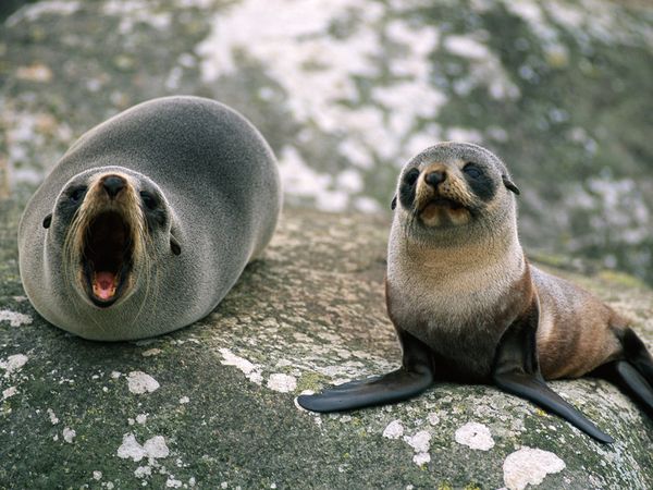 Pretty Seal and Walrus