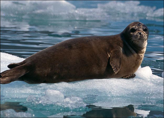 Seal and Walrus photo 