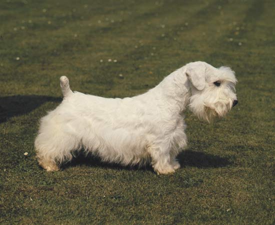 Sealyham Terrier - Dog Breed