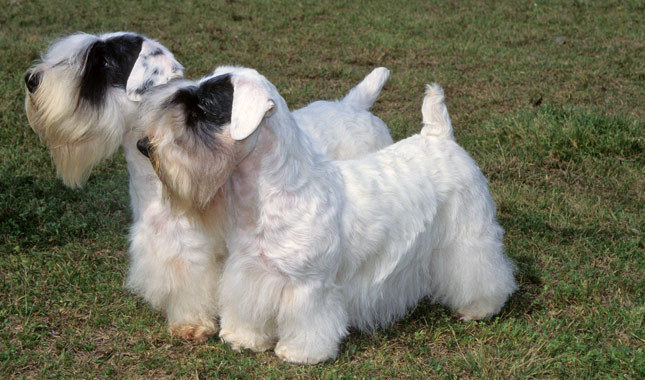 Cool Sealyham Terrier - Dog Breed