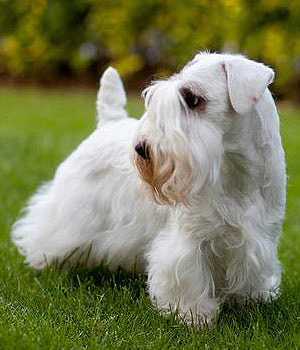 Pretty Sealyham Terrier - Dog Breed