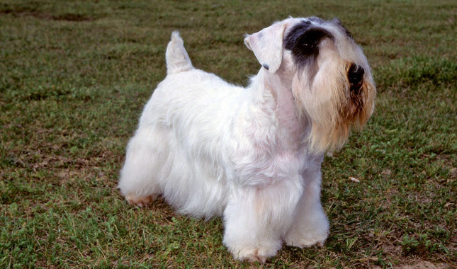 Cute Sealyham Terrier - Dog Breed