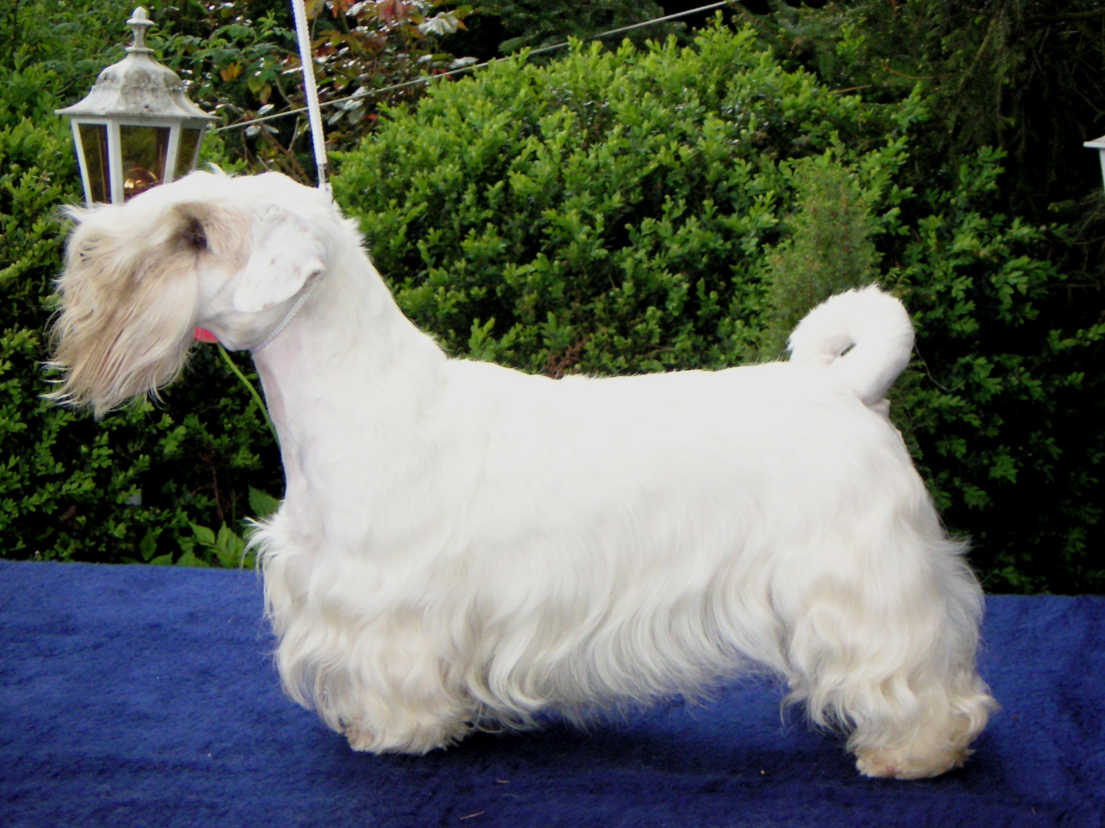 Wallpaper Sealyham Terrier - Dog Breed
