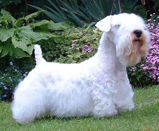 Sealyham Terrier - Dog Breed photo 