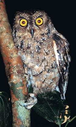 Seychelles scops-owl