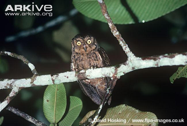 Pretty Seychelles scops-owl
