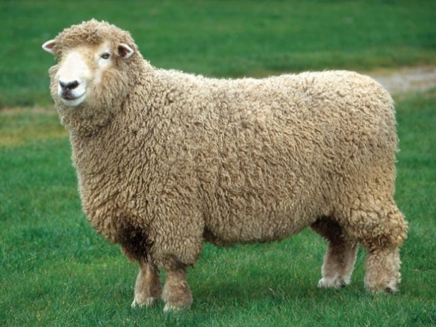 Nice Sheep