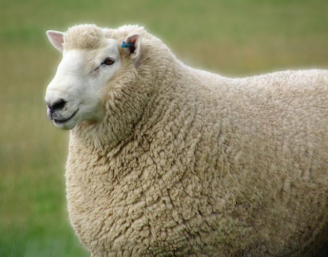 Pretty Sheep