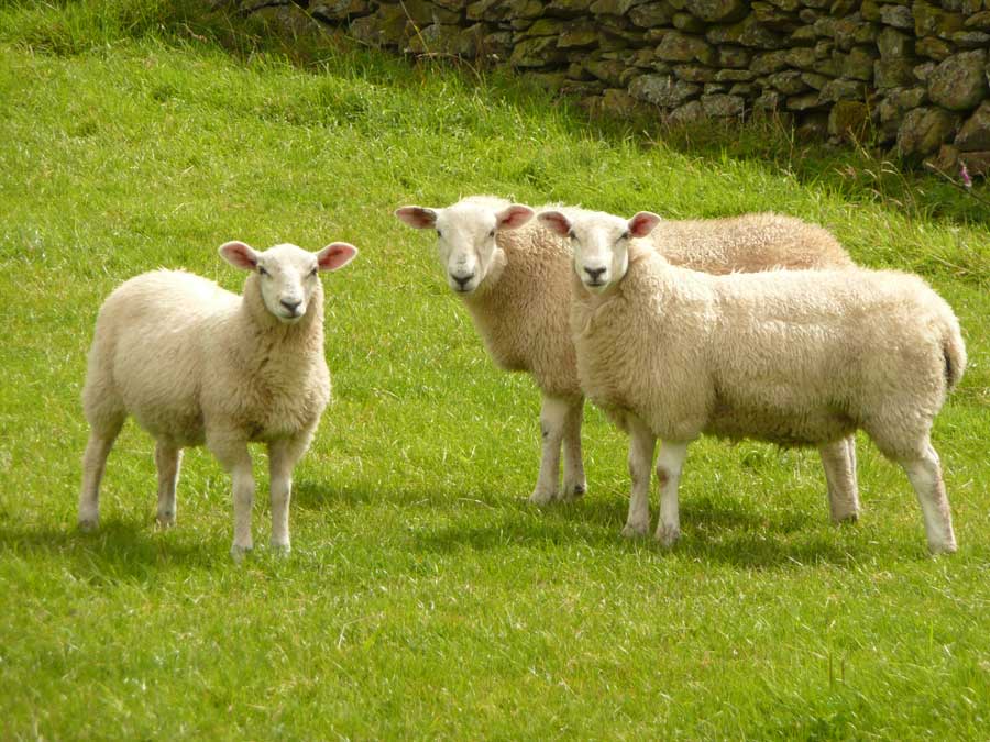 Photo Sheep
