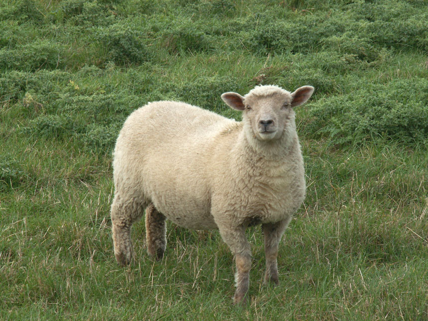 Sheep photo 