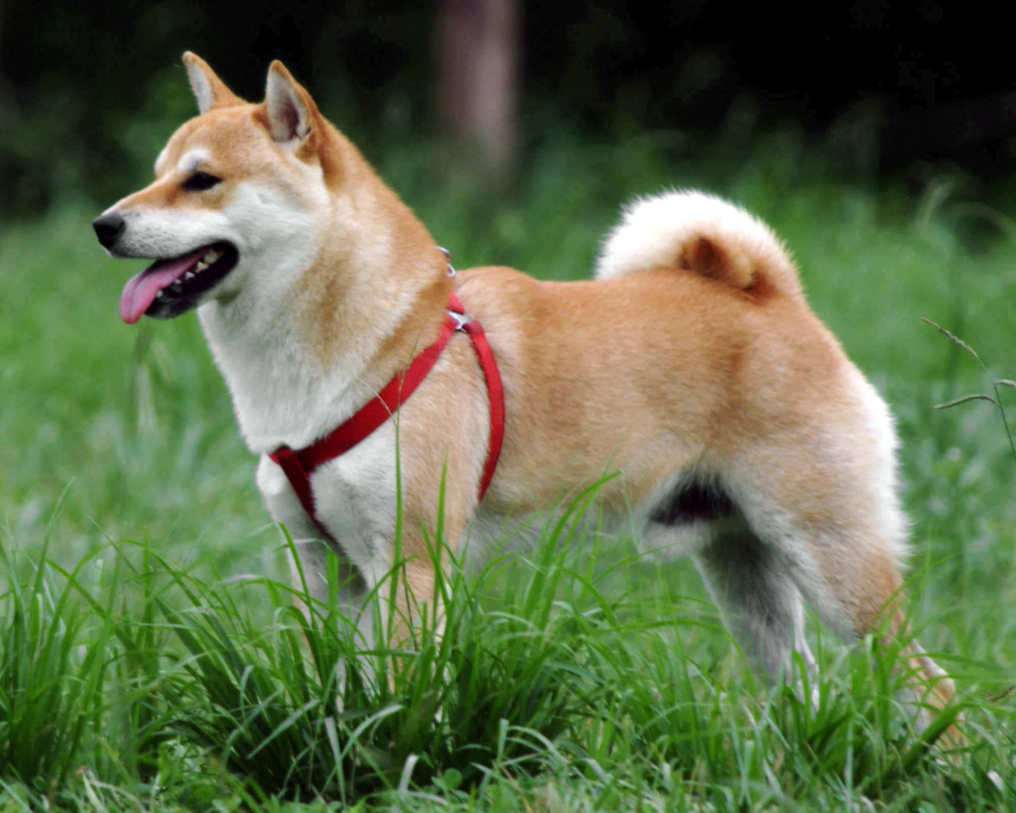 Nice Shiba Inu - Dog Breed