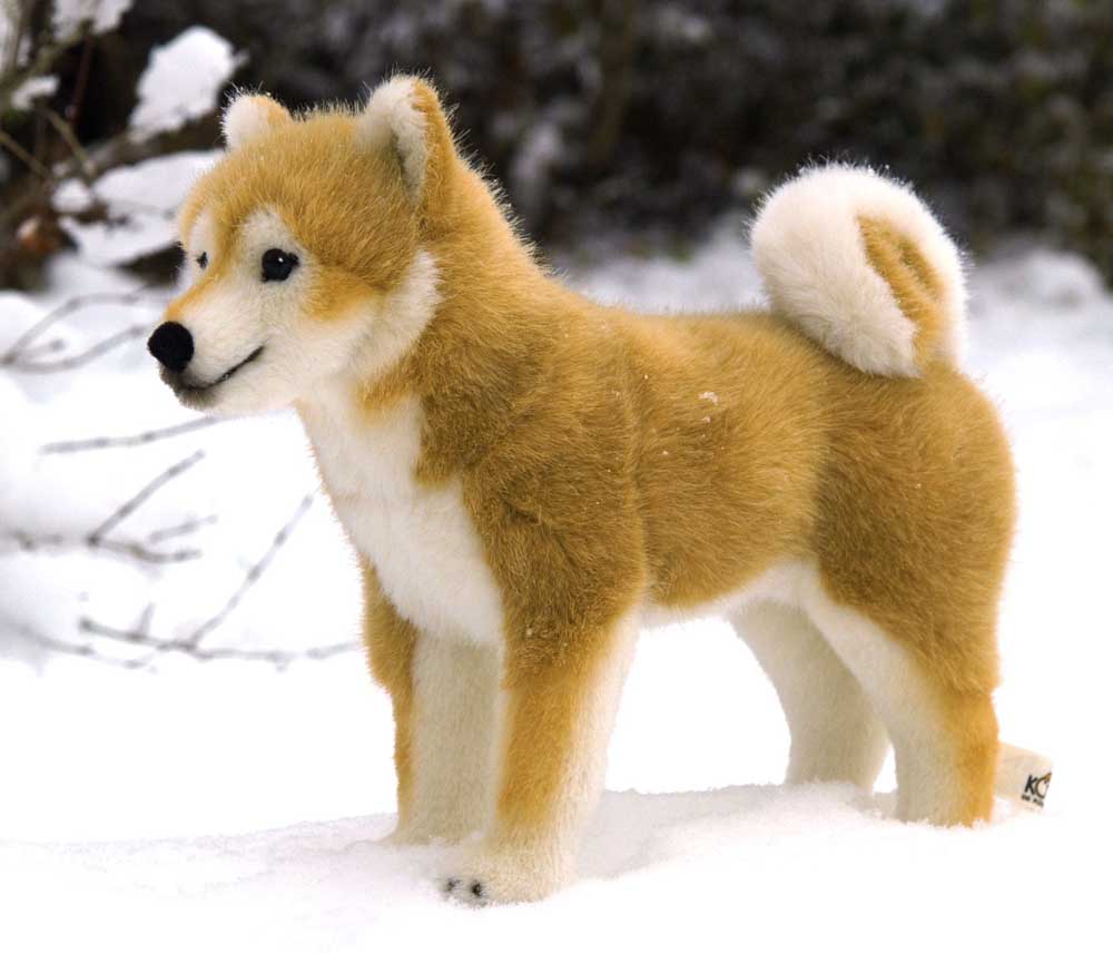 Cool Shiba Inu - Dog Breed