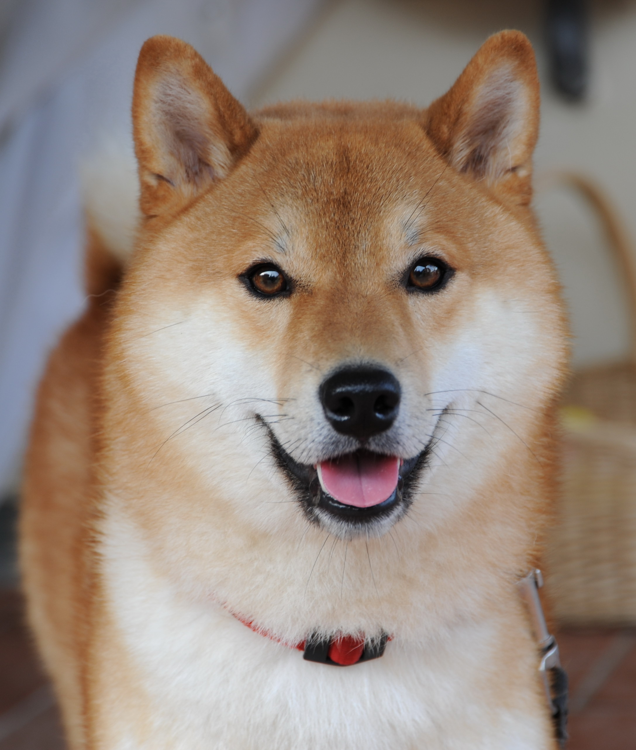 Pretty Shiba Inu - Dog Breed