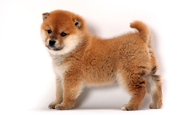 Cute Shiba Inu - Dog Breed