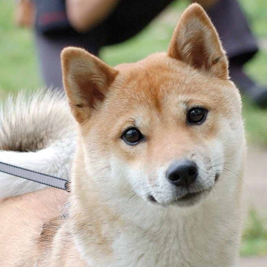 Shiba Inu - Dog Breed photo 