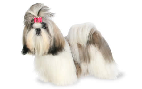 Cool Shih Tzu - Dog Breed