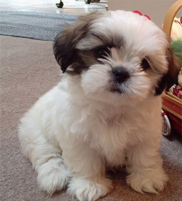 Cute Shih Tzu - Dog Breed