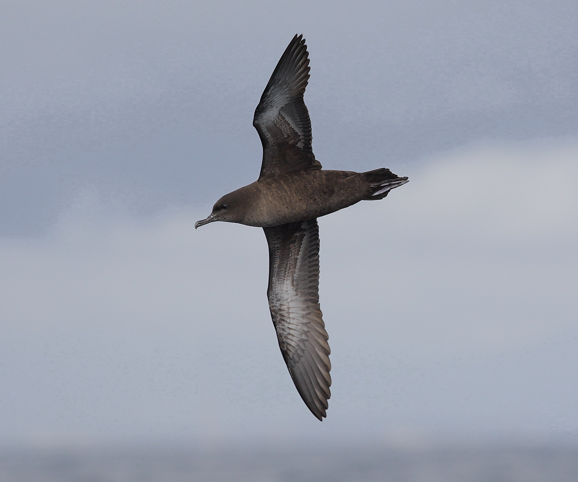 Pretty Short-tailed shearwater