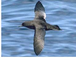 Pretty Short-tailed shearwater