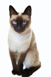 Siamese Cats - Cat Breed