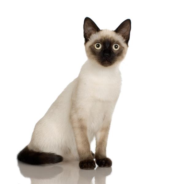 Nice Siamese Cats - Cat Breed