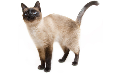 Cool Siamese Cats - Cat Breed