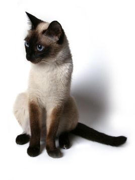 Siamese Cats - Cat Breed photo 