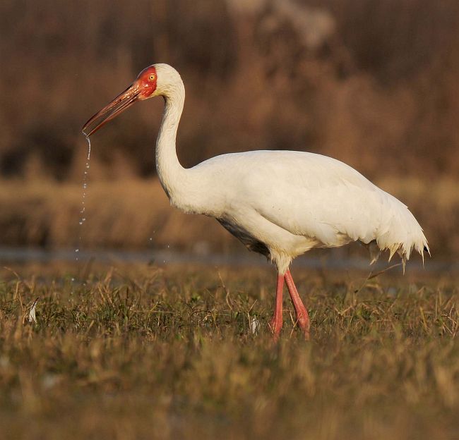 Siberian Crane