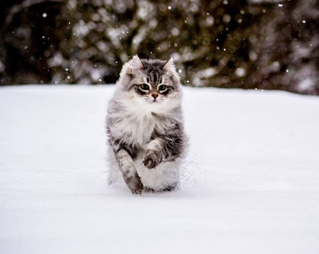 Siberian Forest Cat - Cat Breed