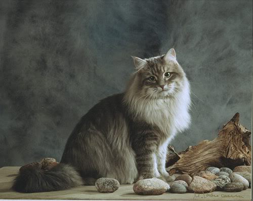 Nice Siberian Forest Cat - Cat Breed