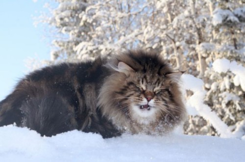 Cute Siberian Forest Cat - Cat Breed