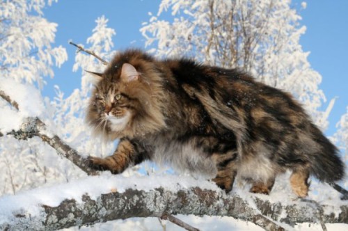 Wallpaper Siberian Forest Cat - Cat Breed