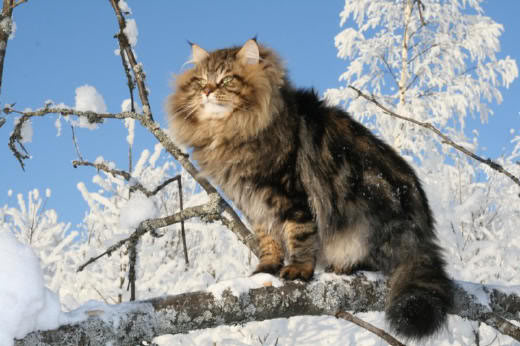 Photo Siberian Forest Cat - Cat Breed