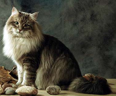 Siberian Forest Cat - Cat Breed photo 