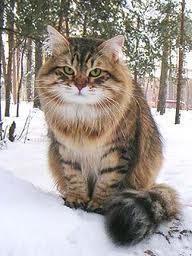Siberian Forest Cat - Cat Breed wallpaper