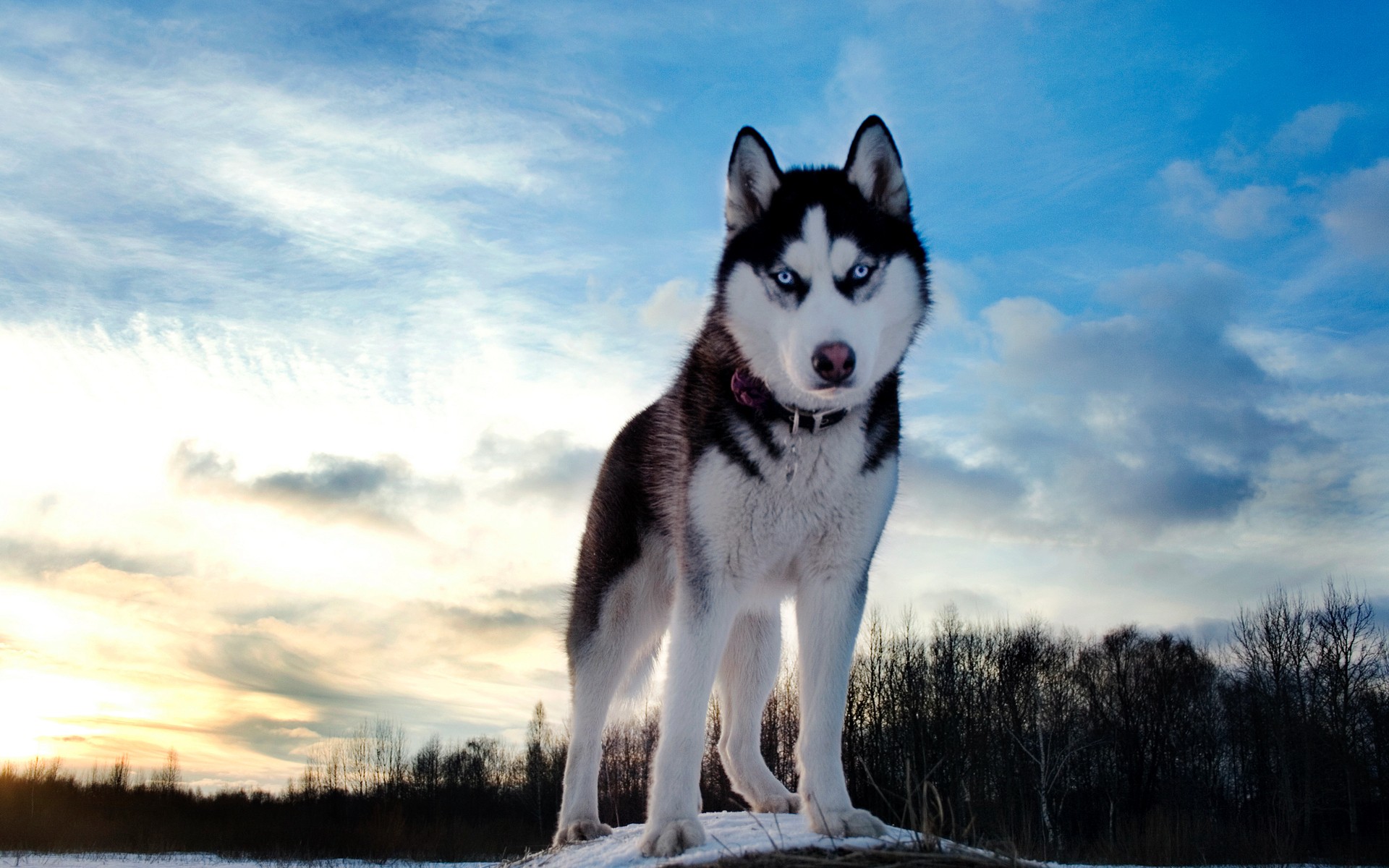 Nice Siberian Husky - Dog Breed