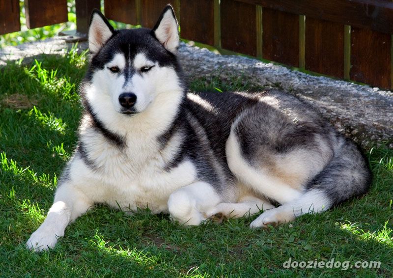Pretty Siberian Husky - Dog Breed