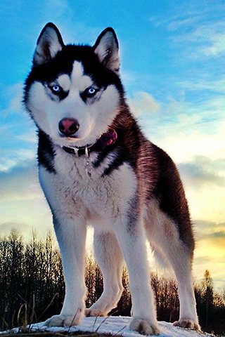Photo Siberian Husky - Dog Breed