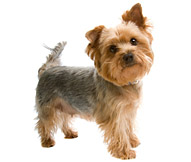 Silky Terrier - Dog Breed